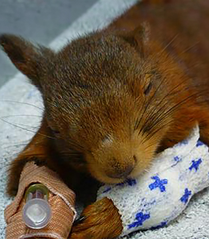 centre-veterinaire-brasseur-NAC-squirel