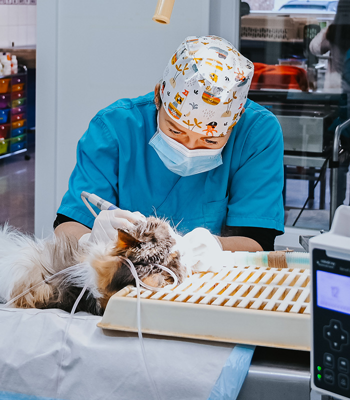 centre-veterinaire-brasseur-dentisterie