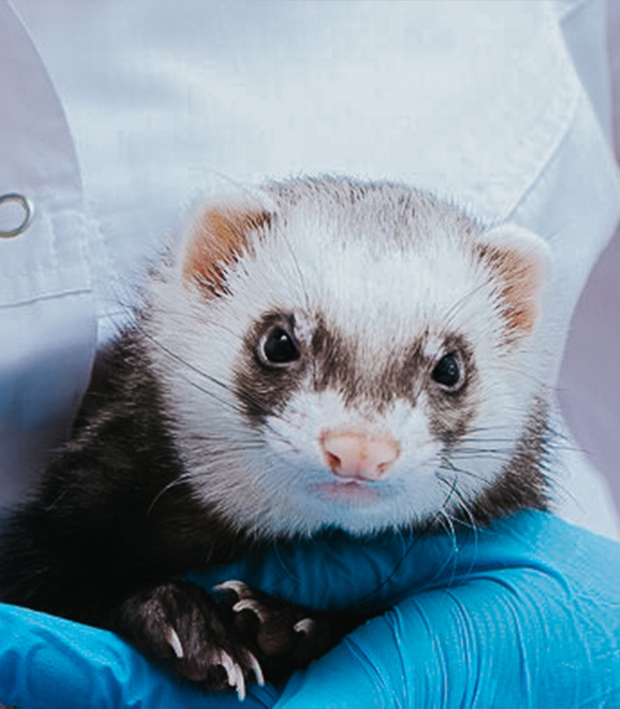 centre-veterinaire-brasseur-furret
