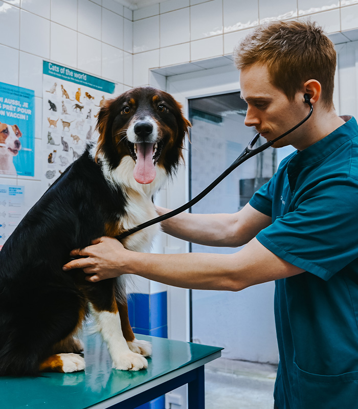 centre-veterinaire-brasseur-medecine-interne-systeme-digestif