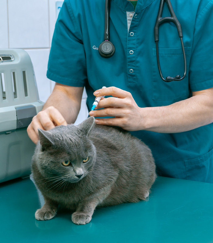 centre-veterinaire-brasseur-medecine-interne-vaccination