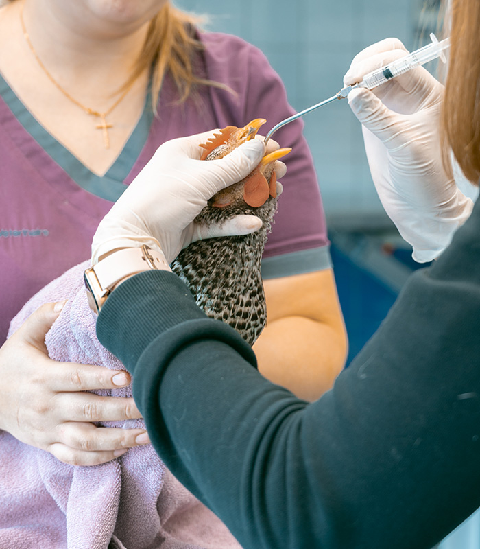 centre-veterinaire-brasseur-systeme-reproducteur